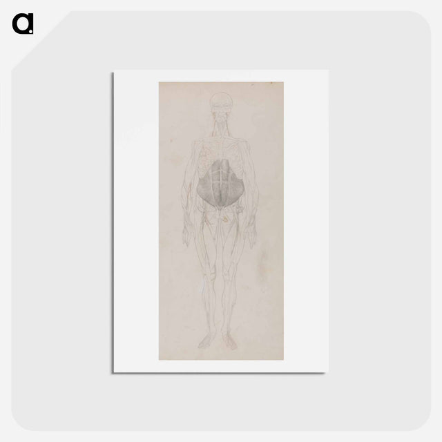 アートポストカード-Human Figure, Anterior View
 - ジョージ スタッブス Postcard.