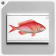 2-79_Ichtyologie-ou-Histoire-naturelle_canvas