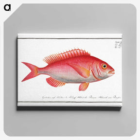 2-79_Ichtyologie-ou-Histoire-naturelle_canvas