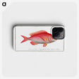 2-79_Ichtyologie-ou-Histoire-naturelle_phone