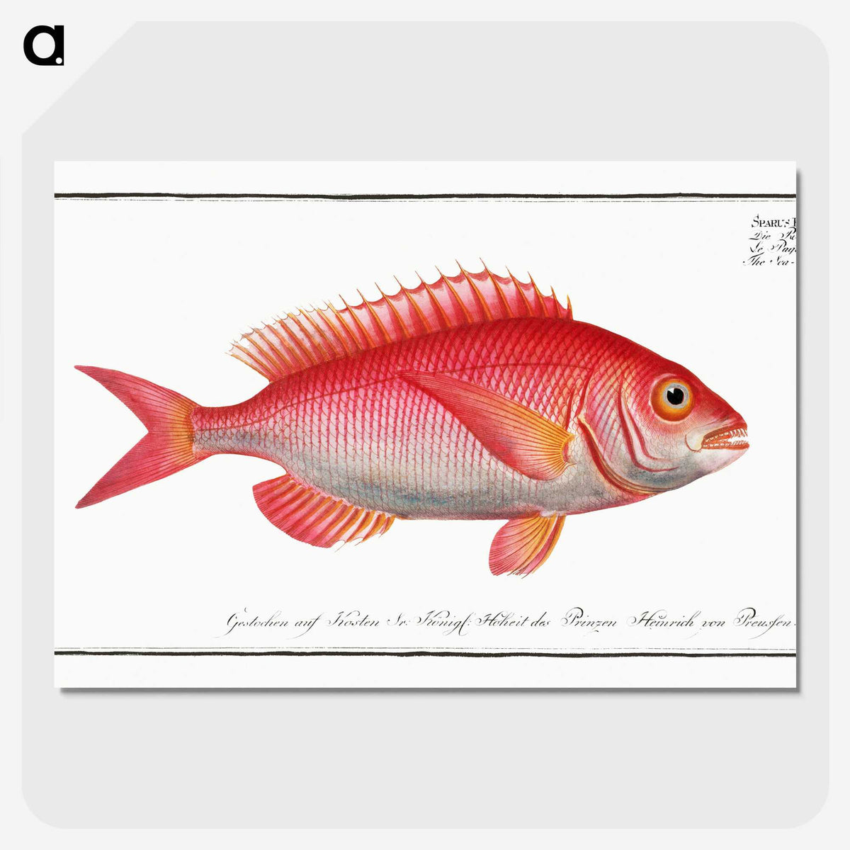 2-79_Ichtyologie-ou-Histoire-naturelle_picture-crop