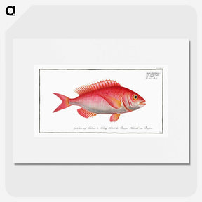 2-79_Ichtyologie-ou-Histoire-naturelle_picture