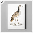 2-79_Indian-Zoology_canvas