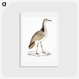 2-79_Indian-Zoology_hagaki