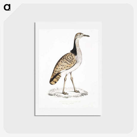 2-79_Indian-Zoology_hagaki