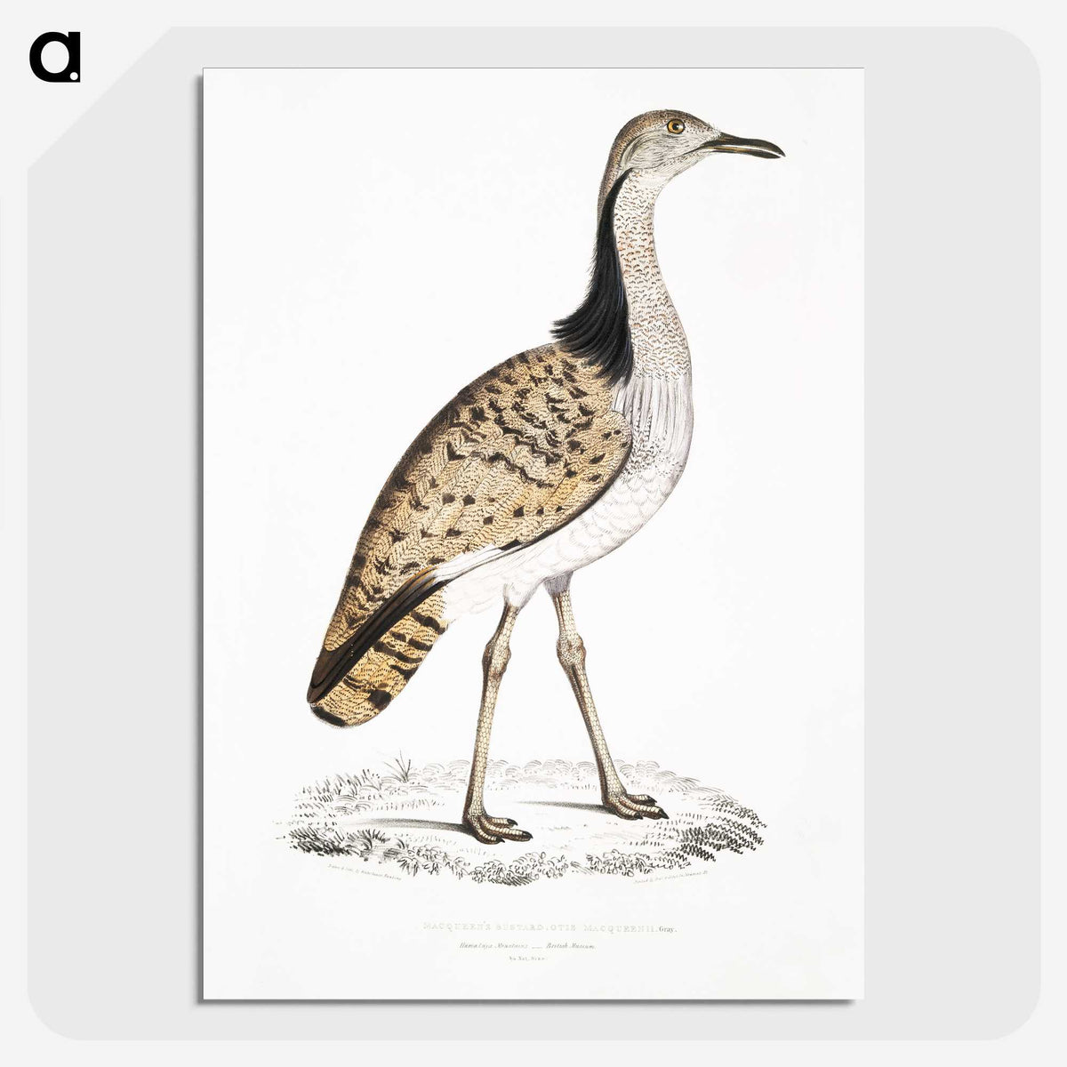 2-79_Indian-Zoology_picture-crop