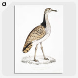 2-79_Indian-Zoology_picture-crop