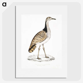 2-79_Indian-Zoology_picture
