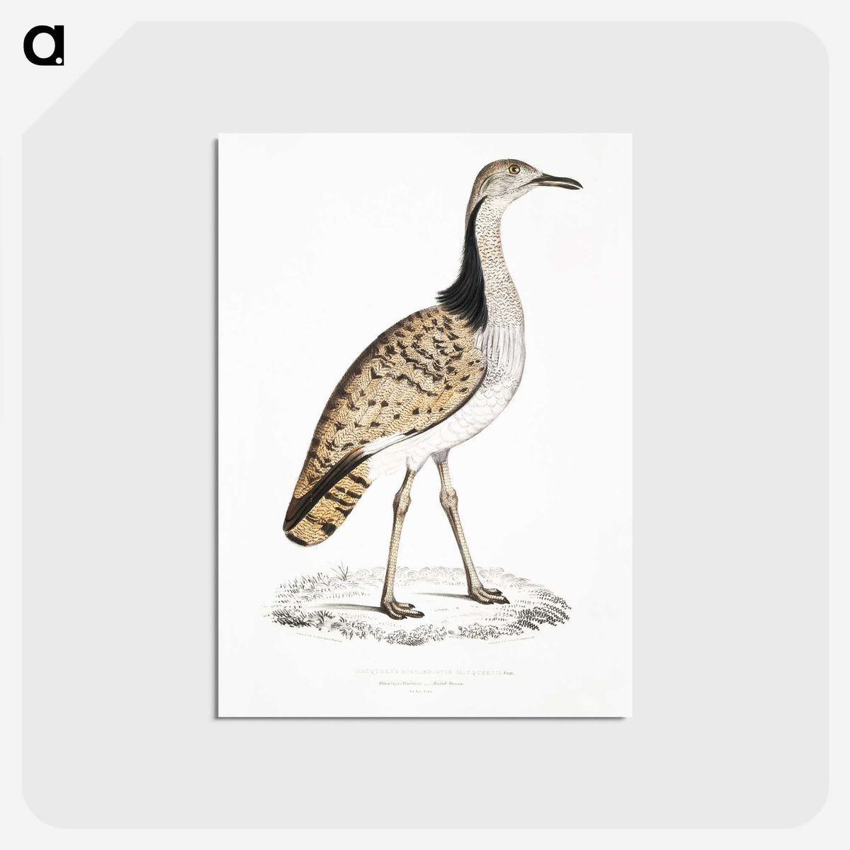2-79_Indian-Zoology_postcard
