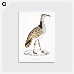 2-79_Indian-Zoology_postcard