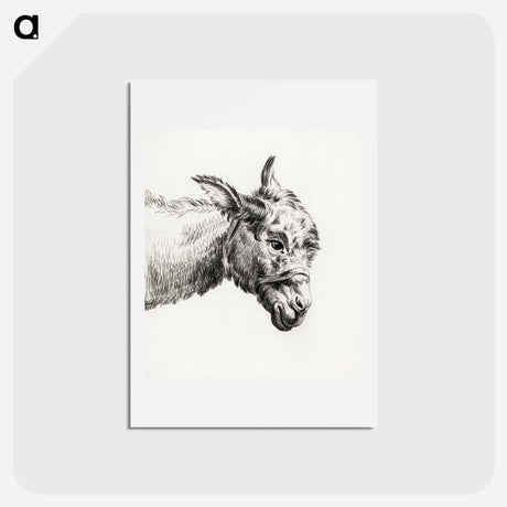 アートポストカード-Head of a donkey - ジャン ベルナール Postcard.