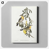 2-79_John-Gould_canvas