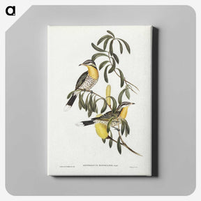 2-79_John-Gould_canvas