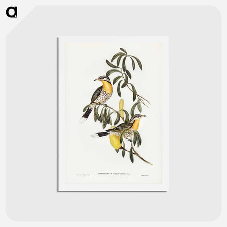 アートポストカード-Spiny-cheeked Honey-eater
 - ジョン グールド Postcard.