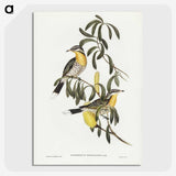 2-79_John-Gould_picture-crop