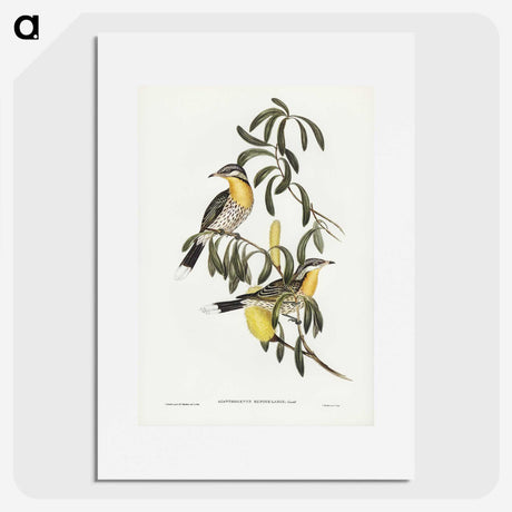2-79_John-Gould_picture