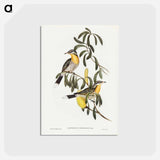 アートポストカード-Spiny-cheeked Honey-eater
 - ジョン グールド Postcard.