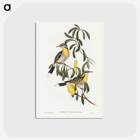 アートポストカード-Spiny-cheeked Honey-eater
 - ジョン グールド Postcard.