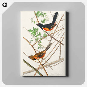 アートパネル-Towee Bunting
 - ジョン ジェームス オーデュボン Canvas.