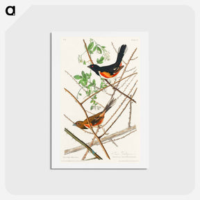 アートポストカード-Towee Bunting
 - ジョン ジェームス オーデュボン Postcard.