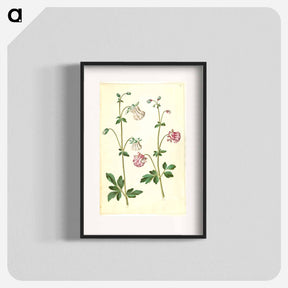 アートポスター-Aquilegia vulgaris
 - マリア ジビーラ メーリアン Poster.