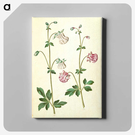 2-79_Maria-Sibylla-Merian_canvas