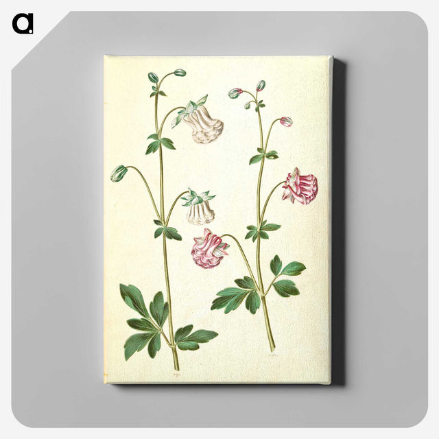 2-79_Maria-Sibylla-Merian_canvas