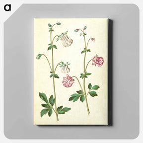 アートパネル-Aquilegia vulgaris
 - マリア ジビーラ メーリアン Canvas.