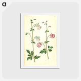 アートポストカード-Aquilegia vulgaris
 - マリア ジビーラ メーリアン Postcard.