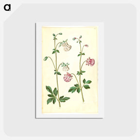 アートポストカード-Aquilegia vulgaris
 - マリア ジビーラ メーリアン Postcard.