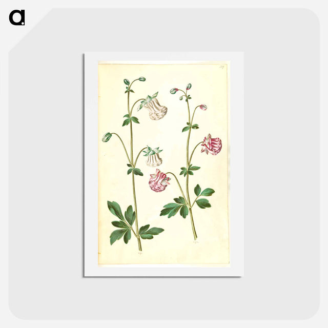 アートポストカード-Aquilegia vulgaris
 - マリア ジビーラ メーリアン Postcard.