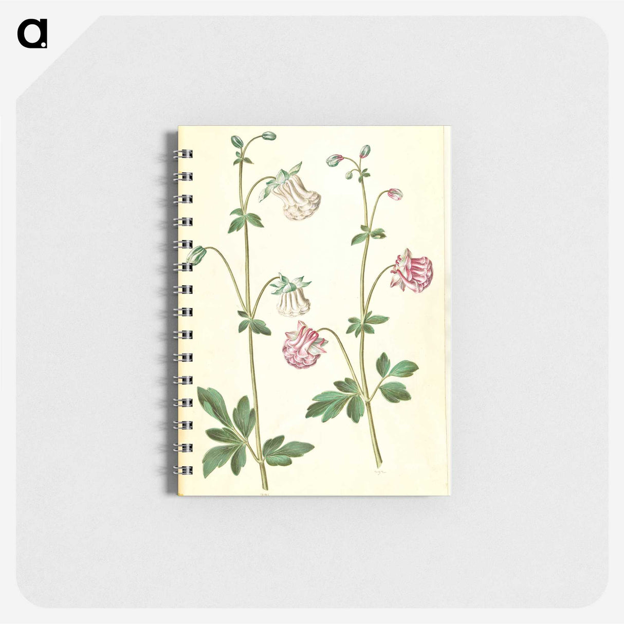 2-79_Maria-Sibylla-Merian_memo