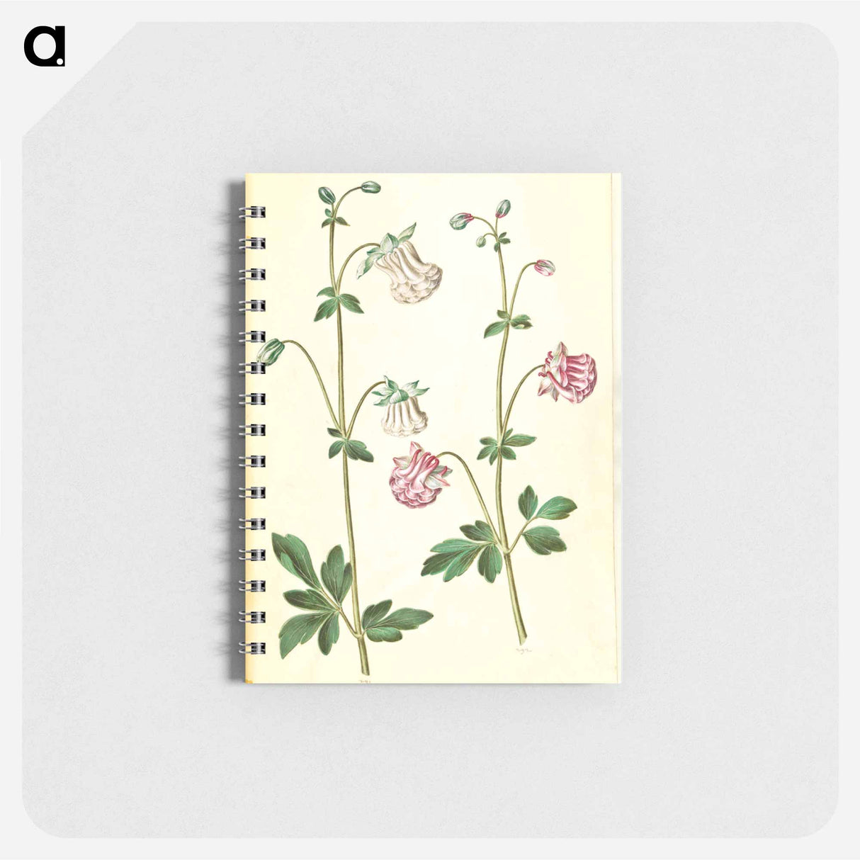 アートメモ帳-Aquilegia vulgaris
 - マリア ジビーラ メーリアン Memo.