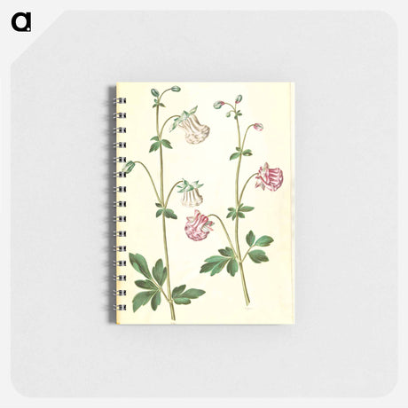 アートメモ帳-Aquilegia vulgaris
 - マリア ジビーラ メーリアン Memo.