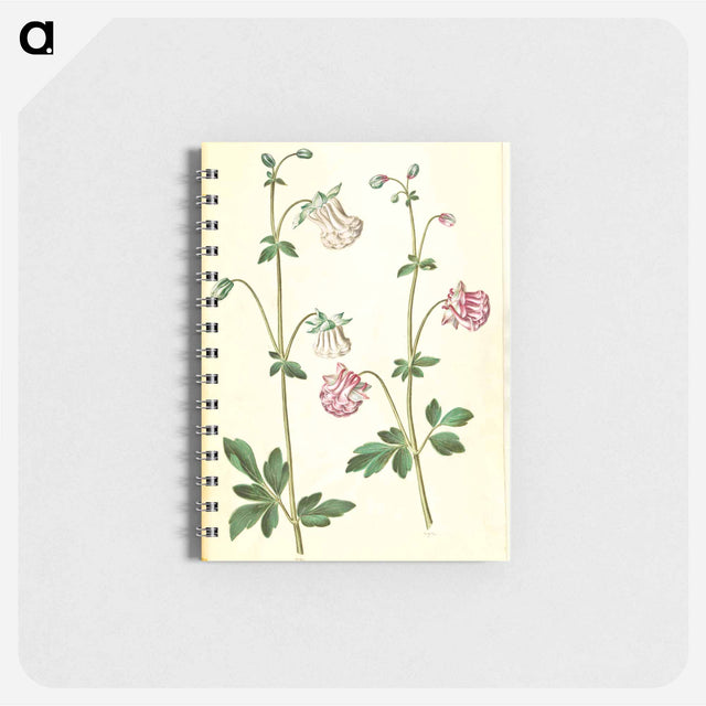 アートメモ帳-Aquilegia vulgaris
 - マリア ジビーラ メーリアン Memo.