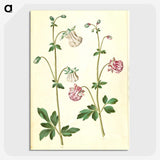 2-79_Maria-Sibylla-Merian_picture-crop