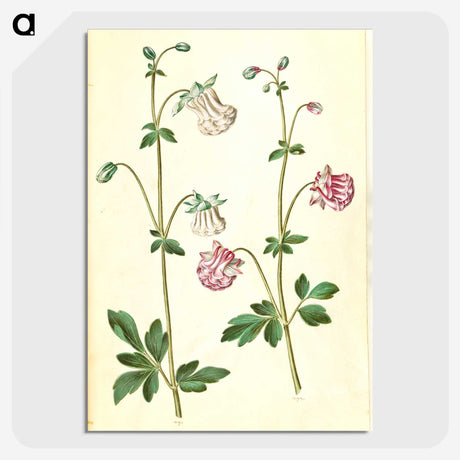 2-79_Maria-Sibylla-Merian_picture-crop