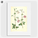 2-79_Maria-Sibylla-Merian_picture