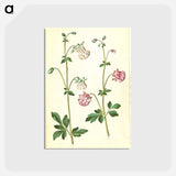 アートポストカード-Aquilegia vulgaris
 - マリア ジビーラ メーリアン Postcard.