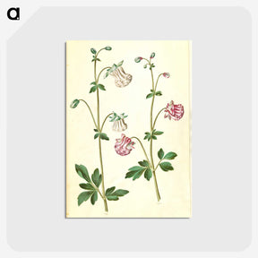 2-79_Maria-Sibylla-Merian_postcard