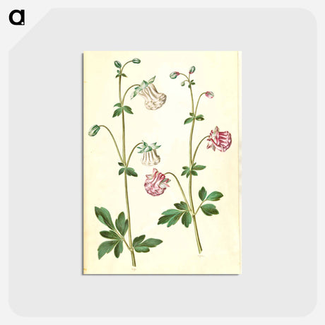 アートポストカード-Aquilegia vulgaris
 - マリア ジビーラ メーリアン Postcard.