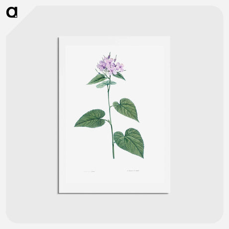 アートポストカード-Morning-glory - ピエール ジョゼフ ルドゥーテ Postcard.
