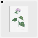 アートポストカード-Morning-glory - ピエール ジョゼフ ルドゥーテ Postcard.