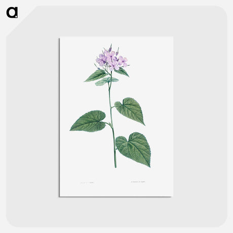 アートポストカード-Morning-glory - ピエール ジョゼフ ルドゥーテ Postcard.
