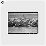 アートポストカード-Sheep of FSA Client
 - ラッセル リー Postcard.