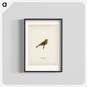 アートポスター-Twite
 - スヴェンスカ フォグラル Poster.