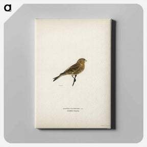 アートパネル-Twite
 - スヴェンスカ フォグラル Canvas.