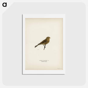 アートポストカード-Twite
 - スヴェンスカ フォグラル Postcard.