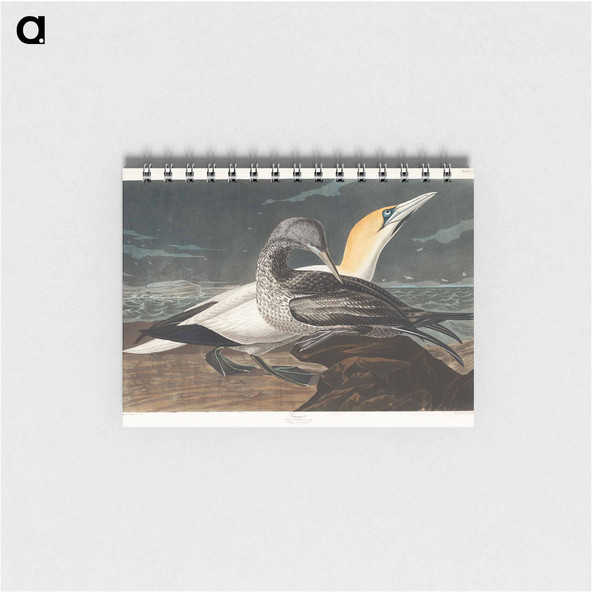 アートメモ帳-Gannet from Birds of America
 - アメリカの鳥たち Memo.