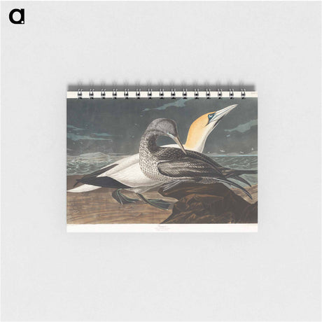 アートメモ帳-Gannet from Birds of America
 - アメリカの鳥たち Memo.